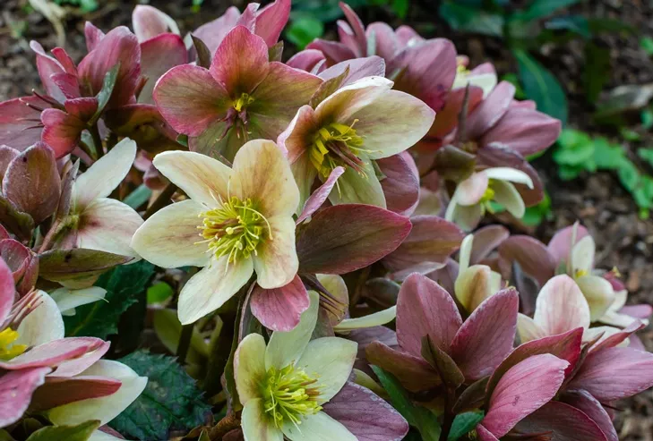 [128993] Helleborus ericsmithii Pot P17 cm - Rose de Noël