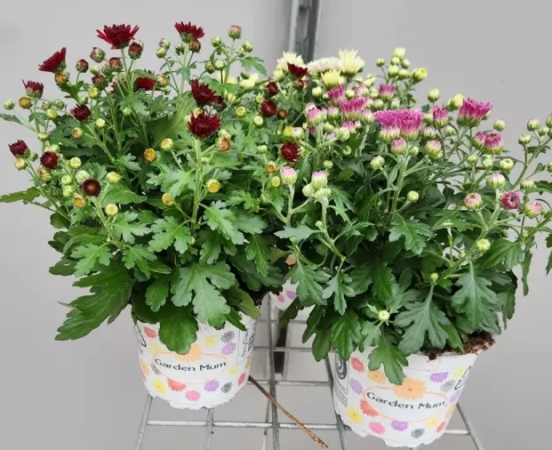 Chrysanthemum Garden Mums Pot P13 cm variés