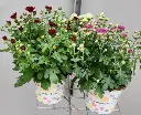 Chrysanthemum Garden Mums Pot P13 cm variés