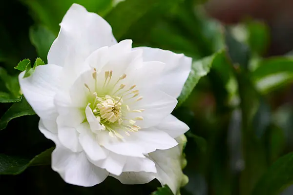Helleborus Viv® Amalia Pot P19 cm - Fl. blanc double.