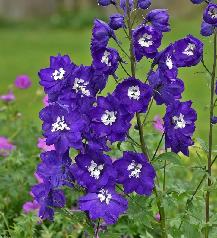 [115372] Delphinium magic fountain Dark Blue Pot P17