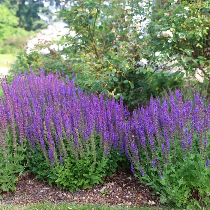 Salvia nemerosa Ostfriesland Pot P15 ** Sauge vivace **