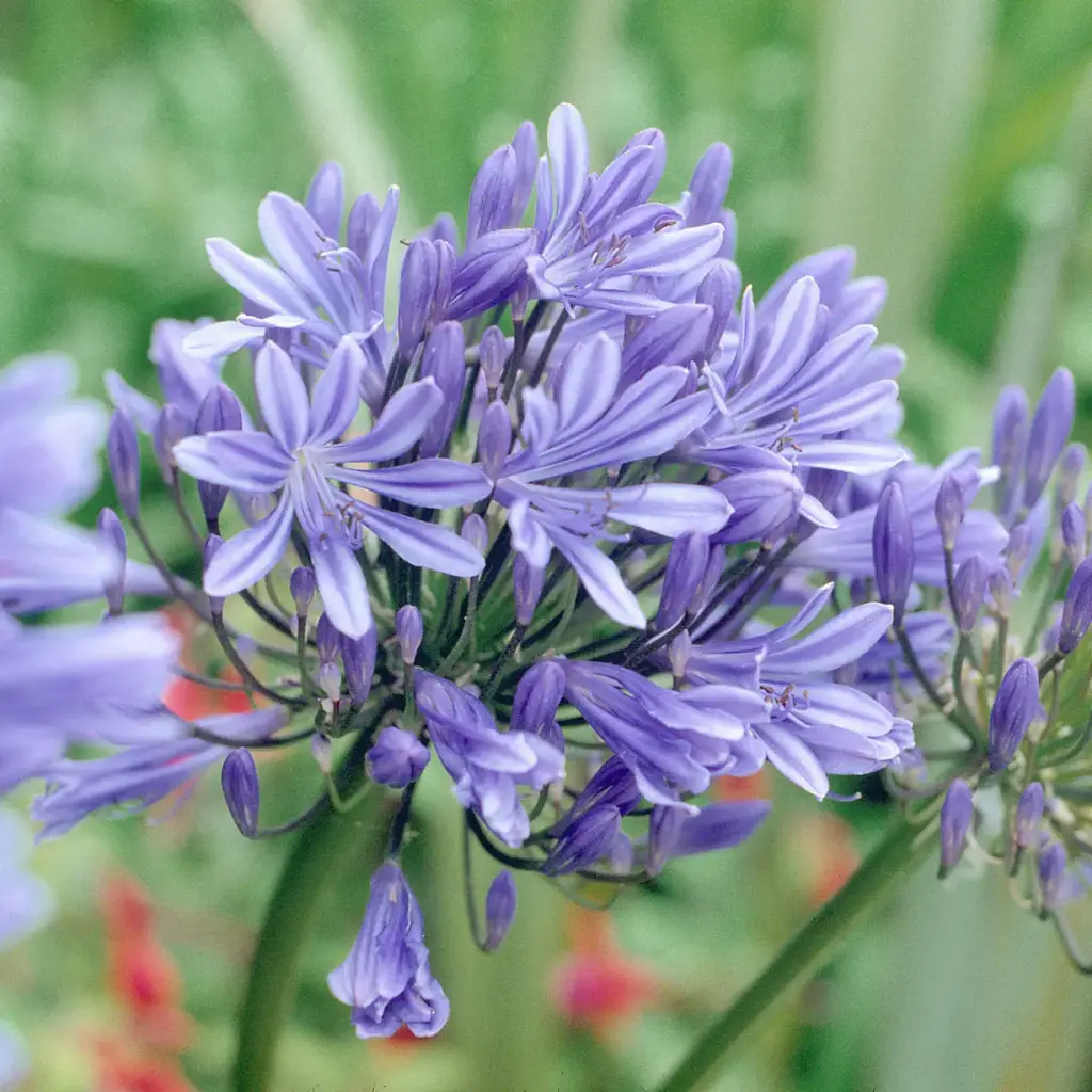 Agapanthus Bluestorm C10 * XXL ** Grosse touffe très dense ** Agapanthe **