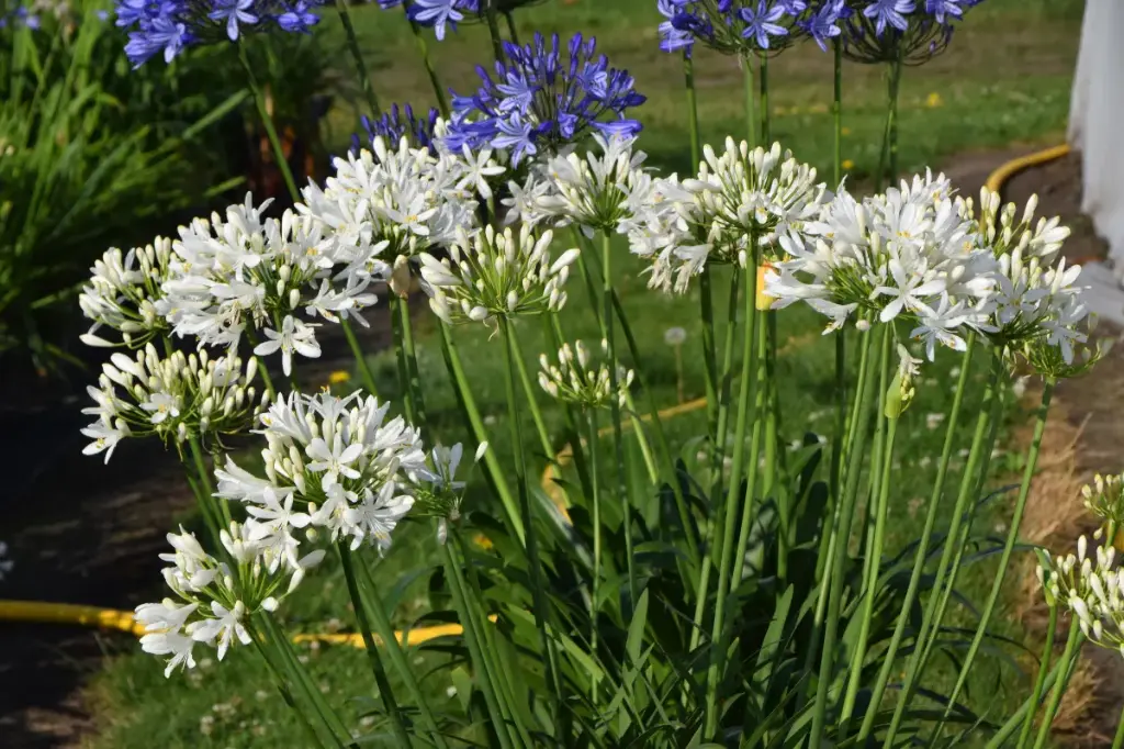 [143292] Agapanthus Amourette Super White Pot P14 cm