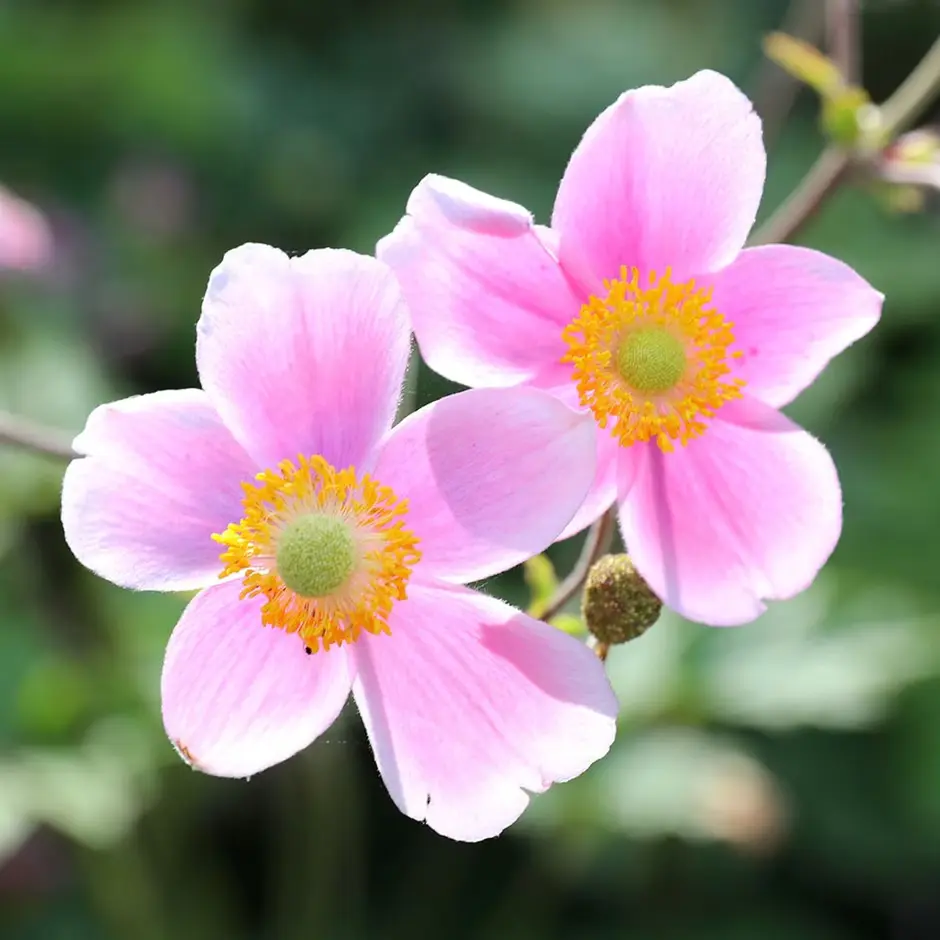 Anemone Royal Blush Pot C2