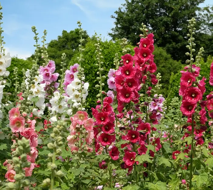 Alcea rosea Variées - Rose trémière Pot P23 cm