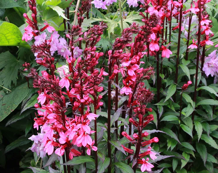 [121732] Lobelia Fanship Deeprose Pot P15