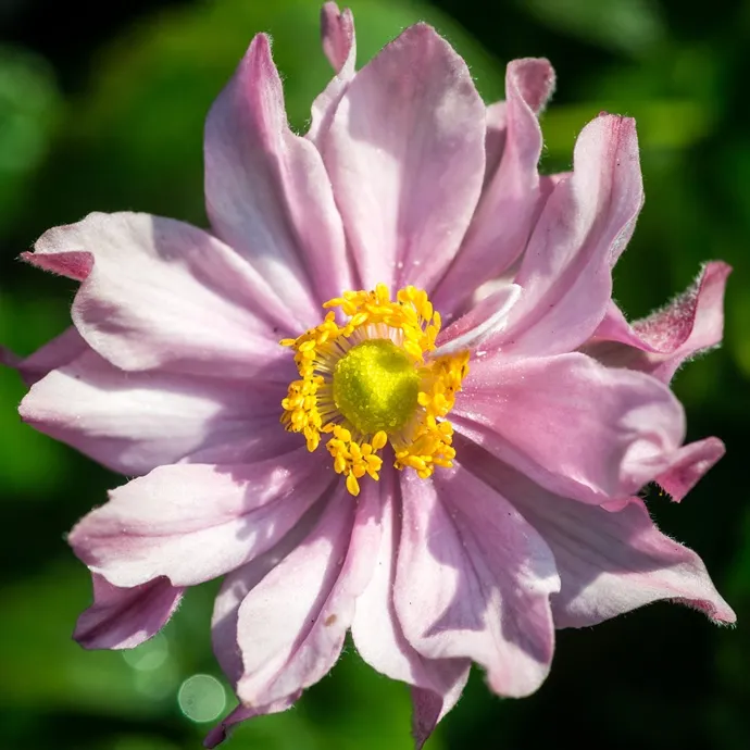 Anemone Pocahontas Pot P9