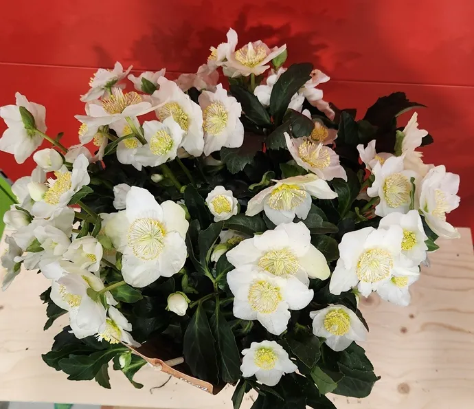 [123537] Helleborus niger Pot P17 cm - Rose de noël