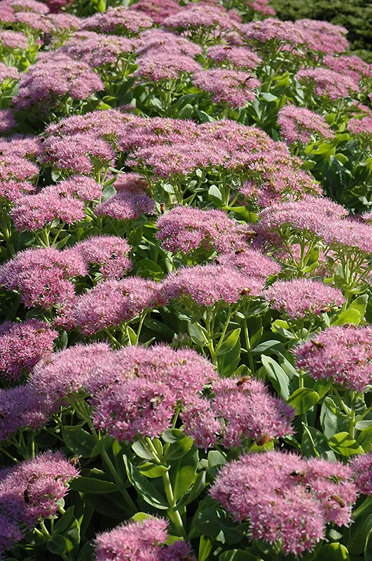 [101843] Sedum spect. Brillant Pot C2 Litres - Orpin