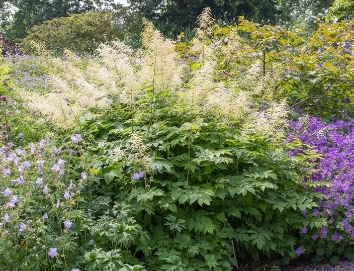 Aruncus dioicus Pot P9 - Barbe de bouc