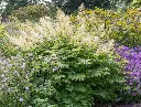Aruncus dioicus Pot P9 - Barbe de bouc