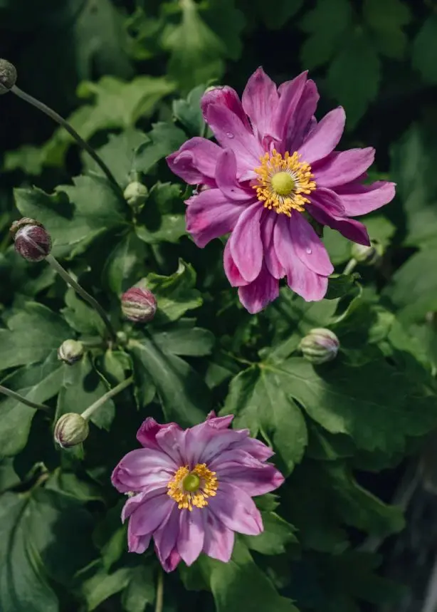 Anemone Pretty Lady Emily Pot P17 cm