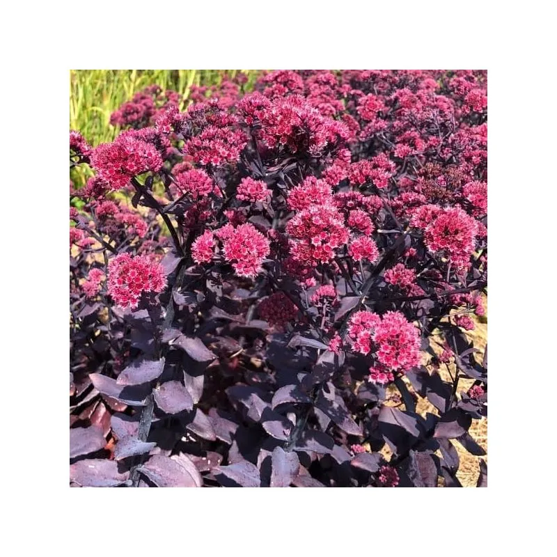[141977] Sedum Mojave® Jewels Ruby Pot P19 cm
