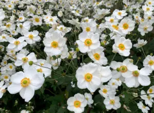 Anemone Andrea Atkinson Pot P17 cm