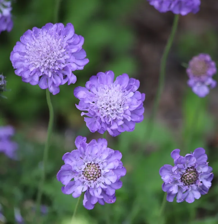 Scabiosa butterfly blue P17