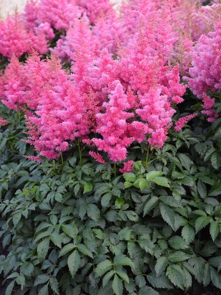 Astilbe arendsii Drum and Base Pot P21