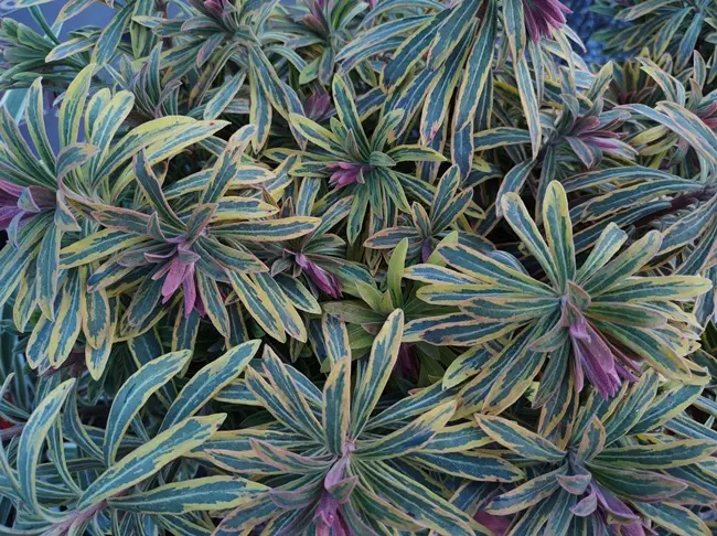 Euphorbia amygdaloides Ascott Rainbow P9