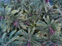 Euphorbia amygdaloides Ascott Rainbow P9