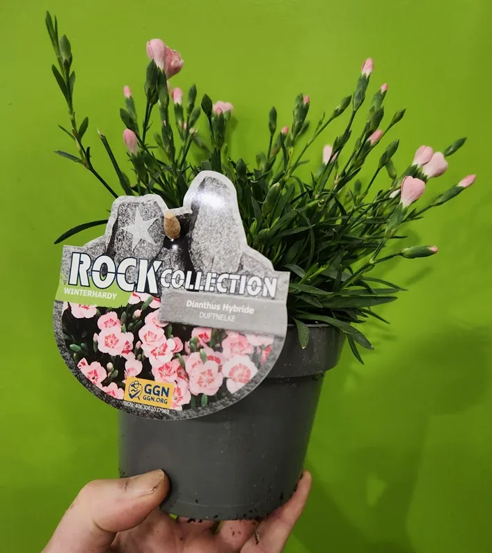 [105541] Dianthus Rock Pot P13 - Oeillet vivace