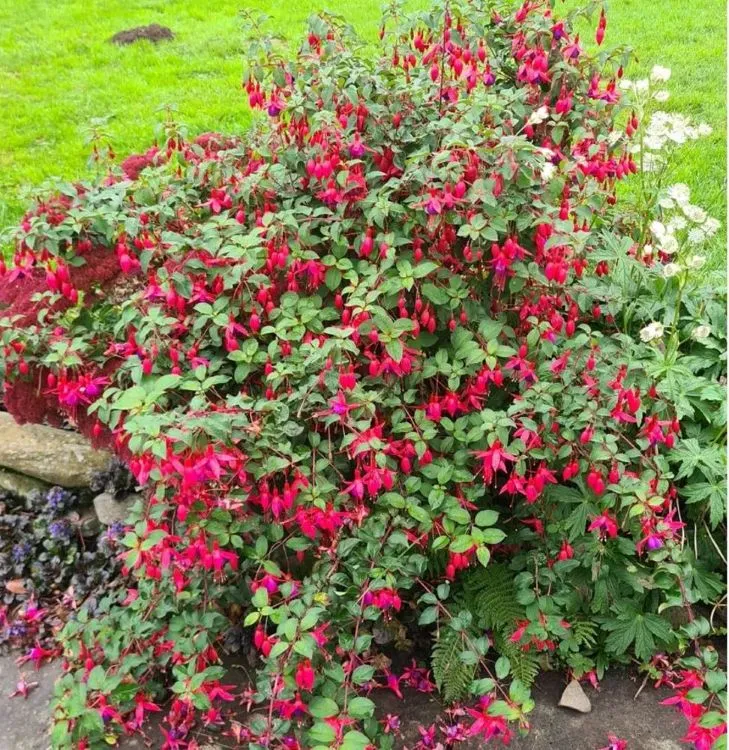 [115253] Fuchsia Mrs Popple pot C3Litres