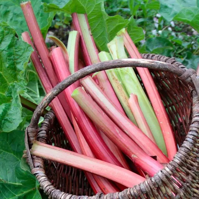 Rheum rhabarbarum Frambozenrood XL C5Litres  ** Rhubarbe très productive à chair rose **