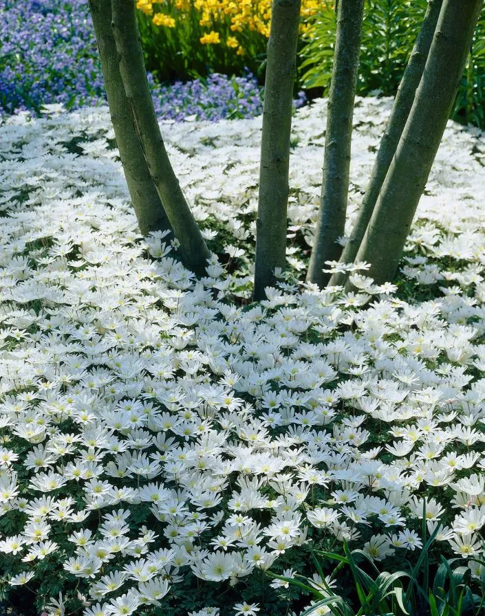 Anemone blanda White Splendour Pot P9