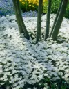 Anemone blanda White Splendour Pot P9