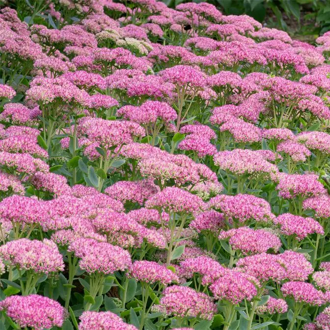 Sedum spectabile Herbstfreude Pot P17cm