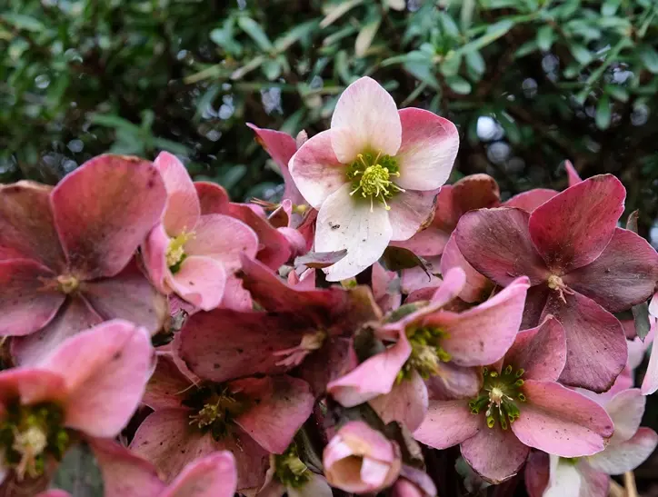 Helleborus Angel Glow Pot P19 cm * Rose de Noël rose.