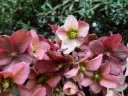 Helleborus Angel Glow Pot P19 cm * Rose de Noël rose.