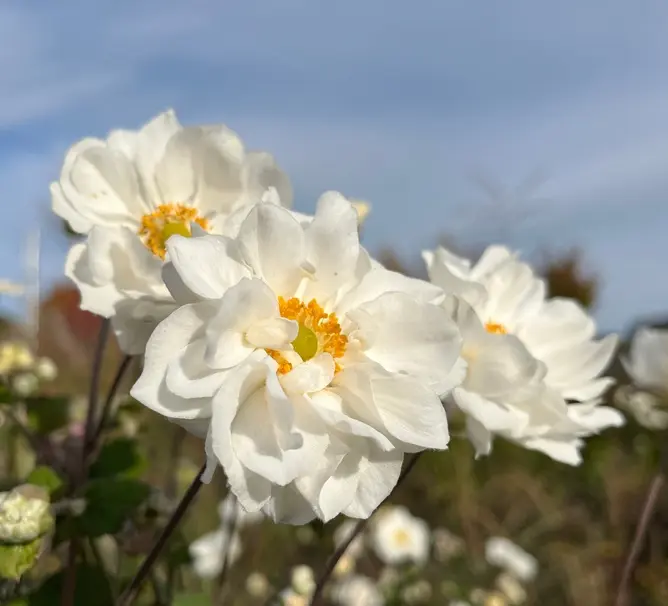 Anemone hupehensis Whirlwind Pot P19 cm **Fleurs doubles **