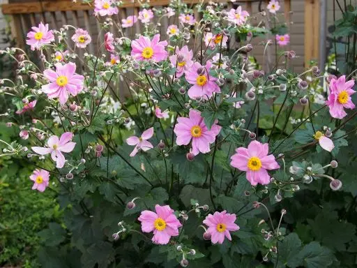 Anemone Serenade Pot P17 cm