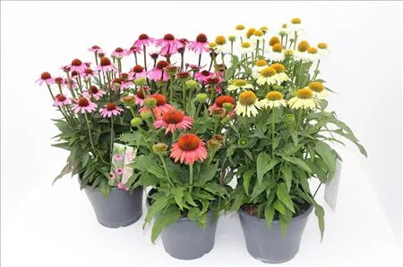 Echinacea variees Pot C2Litres