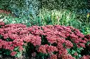 Sedum spectabile Herbstfreude Pot C3.6Litres