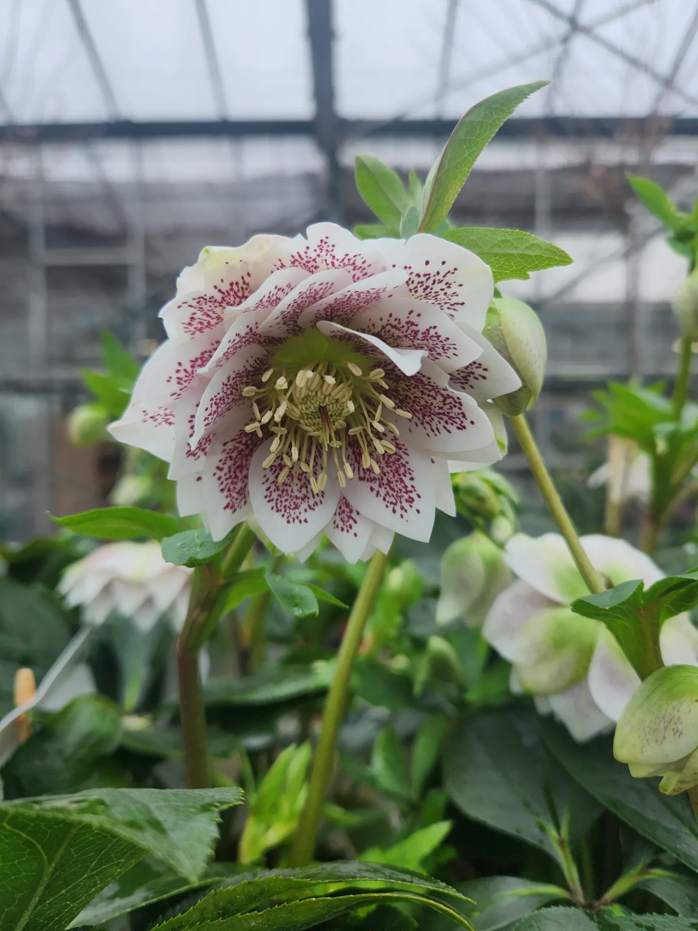 Helleborus Orientalis Cinderella