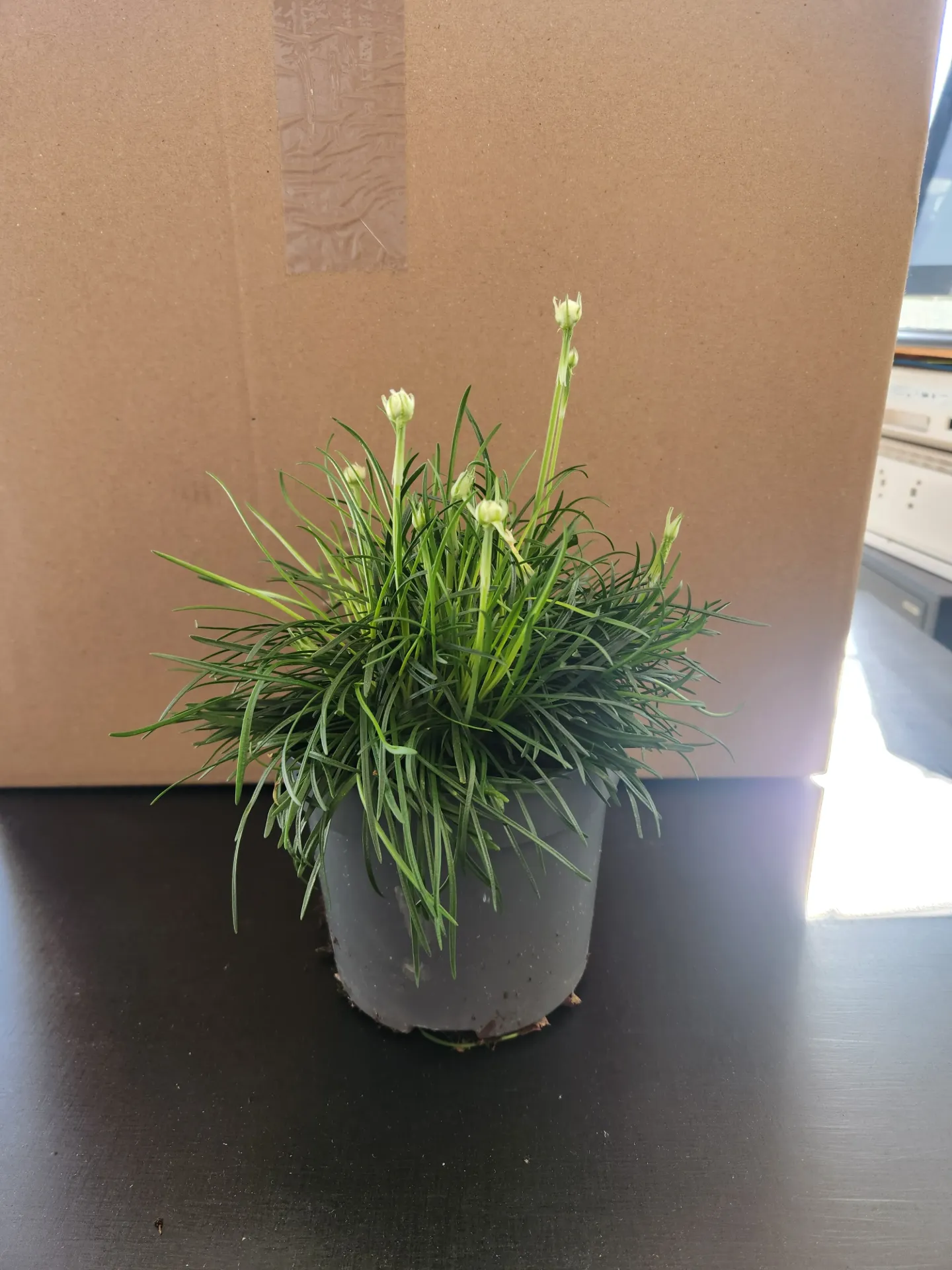 Armeria maritima alba (Blanc)P12