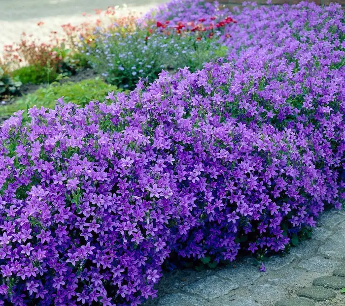 CAM8 Campanula vivaces divers P15