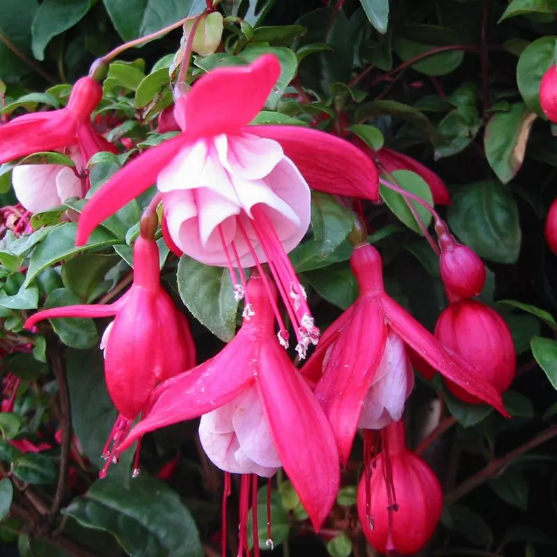 Fuchsia connie c3