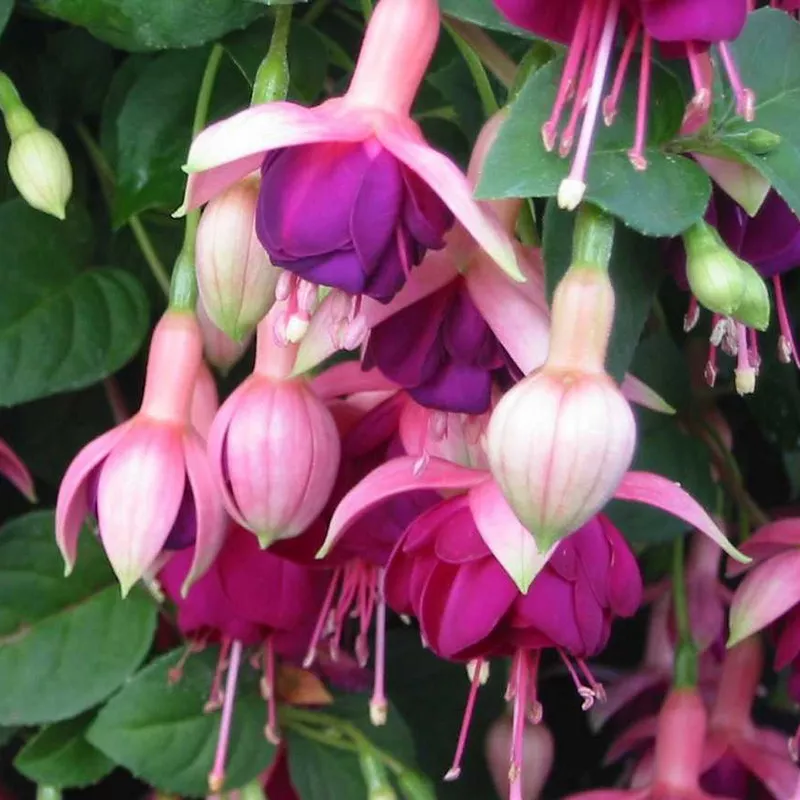 Fuchsia Constance c3