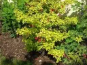 Fuchsia magellanica Aurea Pot C3