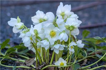 Helleborus niger P12 ** Rose de Noël **