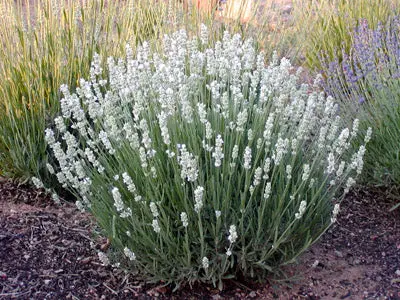 Lavandula angustifolia Edelweiss (Alba) Pot C2 - Lavande blanche