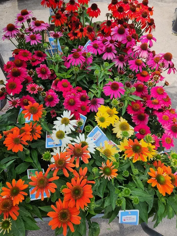 Echinacea Colour Your Season Mix. Pot P19 cm
