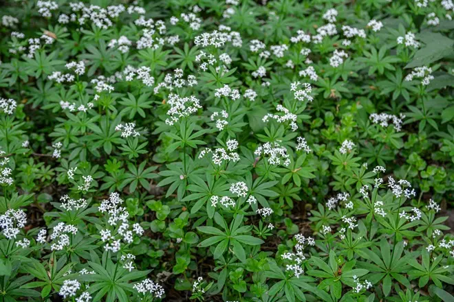 Galium odoratum Pot asperule odorante C2