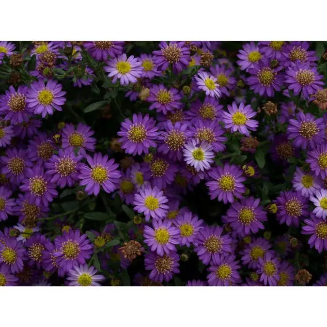 Aster ageratoides Ezo Murazaki Pot C2Litres