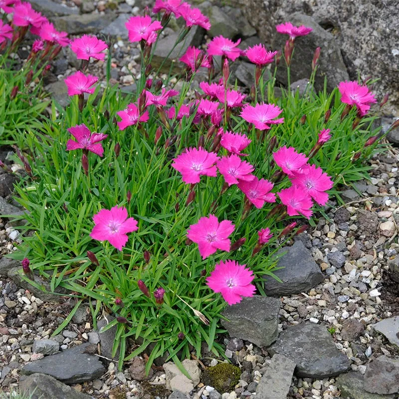 Dianthus Kahori Pot P14 cm - Oeillet nain vivace
