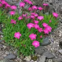 Dianthus Kahori Pot P14 cm - Oeillet nain vivace
