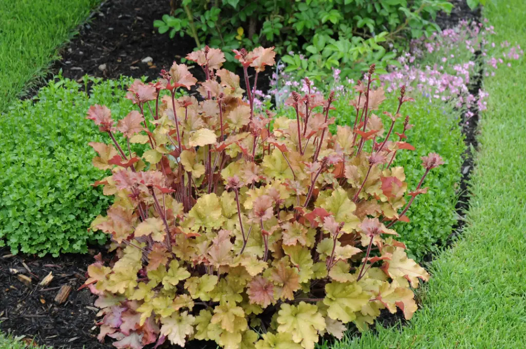 Heuchera Marmelade P13