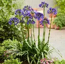 Agapanthus Midnight Sky Pot P23 cm **La plus sombre ** Agapanthe **